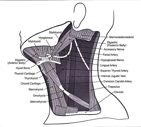 Illustration Of The Basic Anatomy Of The Neck Including Important