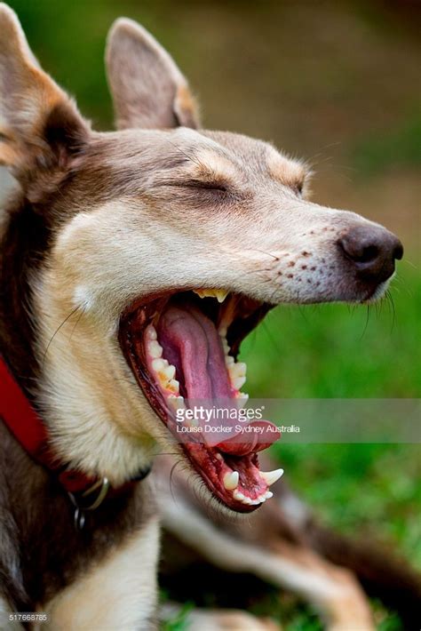 Dog With Mouth Wide Open Stock Photo Getty Images Dog Teeth Dogs