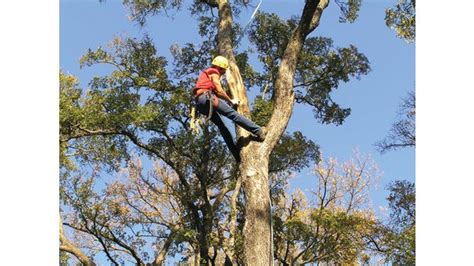 Ivans Tree Service Updated April 2024 506 5th Ave So Saint Paul
