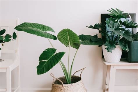 Plantas Para Interiores Conoce Las Mejores Plantas Para Tu Casa