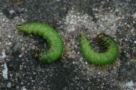 Schutznetze können den gemüsegarten oder büsche und bäume vor hungrigen grünen raupen bewahren. Wer kann diese Raupen bestimmen? *Bild*