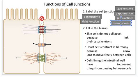 Solved Malala Functions Of Cell Junctions Tight Junctions Chegg Com