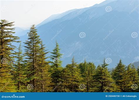 Cedar Trees And Mountain Scenery Stock Photo Image Of Discovery Hill