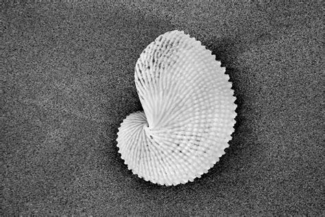 Paper Nautilus Shell Photograph By Sean Davey