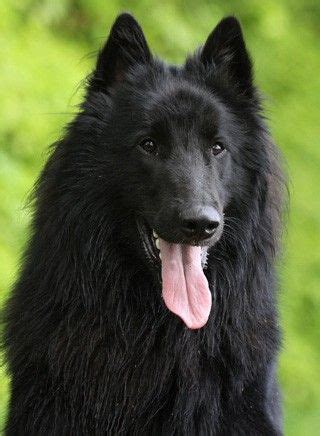 Hier findest du züchter für schäferhunde in der nähe von z.b. Belgischer Schäferhund - Bilder+ | Pure breed dogs ...
