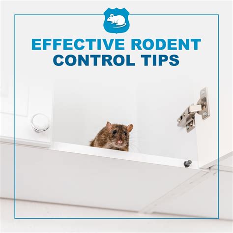 Effective Rodent Control Tips Pestech