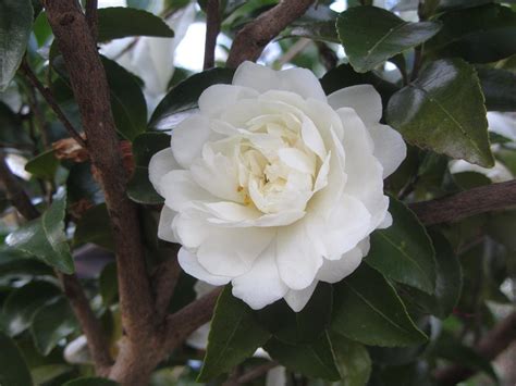 Captivating Camellias In Honor Of Alabamas Bicentennial An Ode To