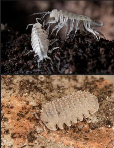 Crustacea Crustáceos Crustaceans Isopoda Crustaceans Pill Bug