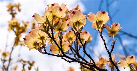 How To Plant A Dogwood Tree 10 Tips For Growing And Caring Dogwood