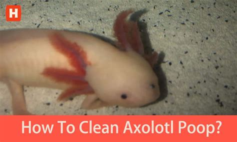 Learning To Clean Axolotl Poop A Comprehensive Guide