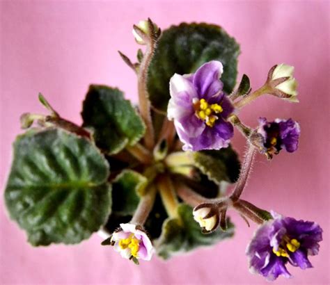 166 Best African Violet Plants Different Foliage Leaf