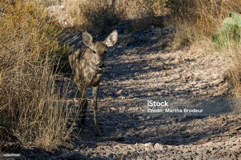 Carmen Mountain Whitetail Deer On Trail In Big Bend National Park Stock
