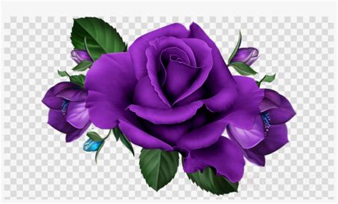 Purple Rose Png Hd Clipart Garden Roses Flower Clip Art 900x500 Png
