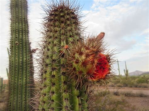 What do stems look like? Cannundrums: Organ Pipe Cactus Fruit