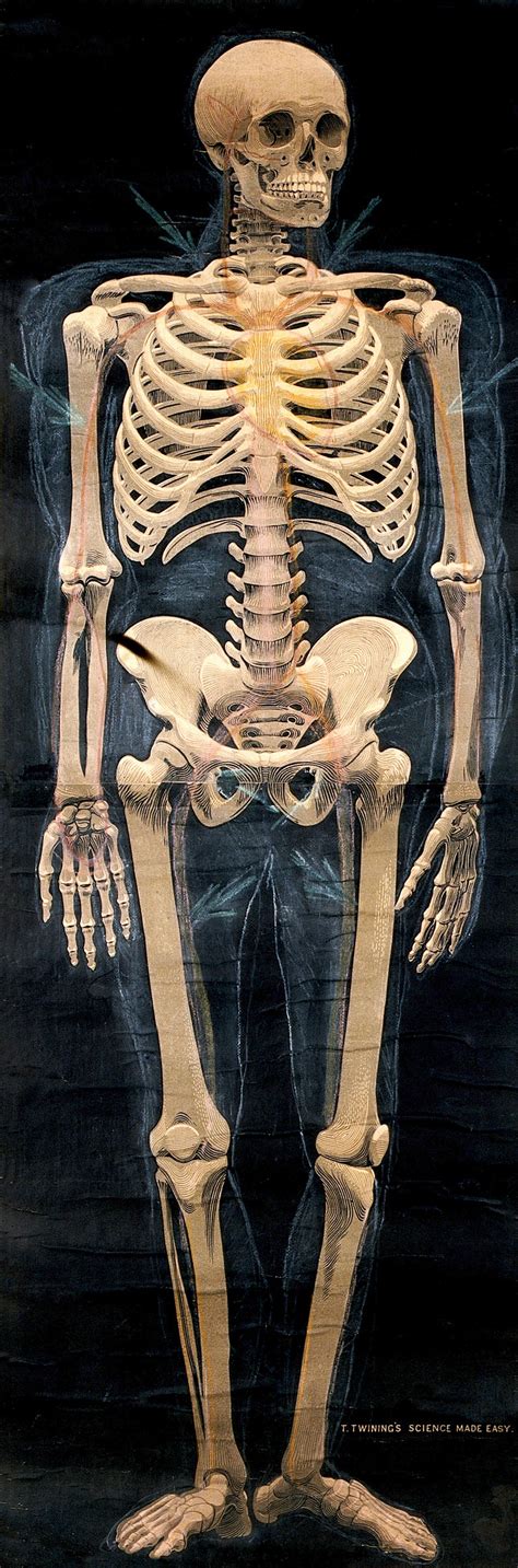 Human Skeleton Anterior View Chromolithograph Wellcome Collection