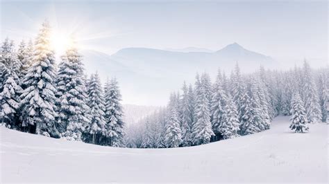 Pinos En Bosque Nevado En Invierno Fondo De Pantalla 5k Hd Id4311