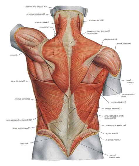 Charting of muscles in human body. back-muscles-542e4a296f001.jpg (1024×1220) | Human Anatomy ...