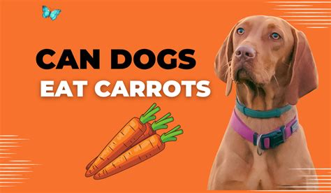 Can Dogs Eat Carrots A Guide For Uk Dog Owners