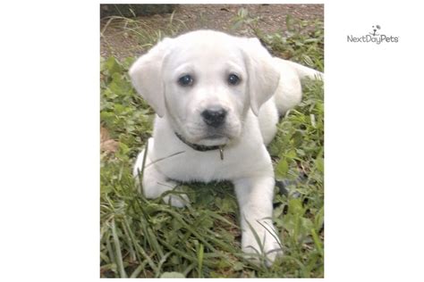 Snow White Sold Labrador Retriever Puppy For Sale Near Memphis