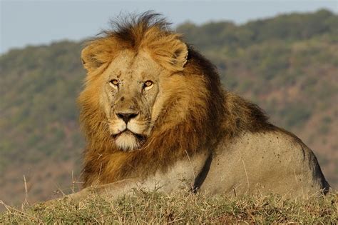 只今、ケニアのマサイマラをサファリ中（最終日）（威風堂々のライオンと、今まで見たうちで最もチビッ子の象） 旅プラスの日記