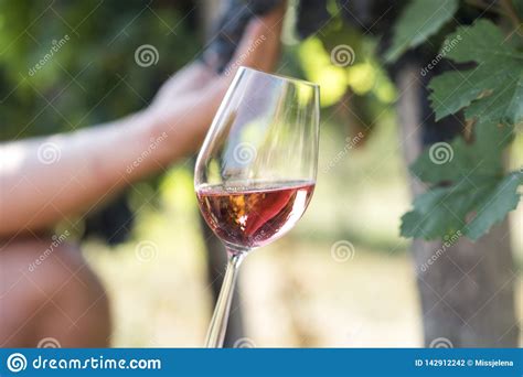 Cropped hand of woman holding red wine in wineglass against plants. Man Holding Glass Of Red Wine In Vineyard Field. Wine ...