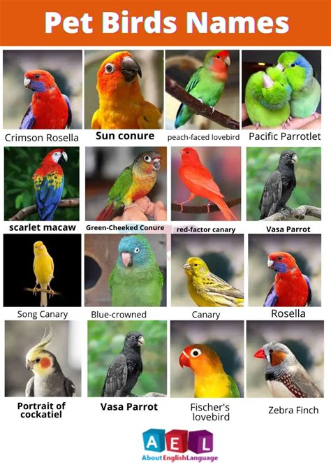 Useful pet birds name