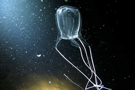 Why We Love Birds Underwater Box Jellyfish Seawasp Class Cubozoa