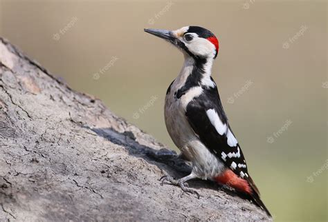 Premium Photo Close Up Portrait Of Syrian Woodpecker Dendrocopos Syriacus