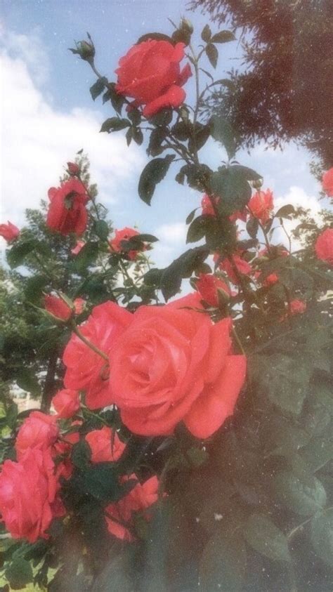 Red Rose Aesthetic Hd