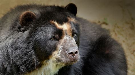 Andean Spectacled Bear San Diego Zoo Animals And Plants