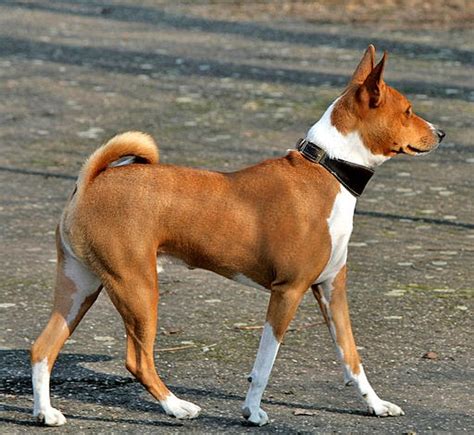 Find Your Perfect Dog Breed The Graceful Basenji Hound