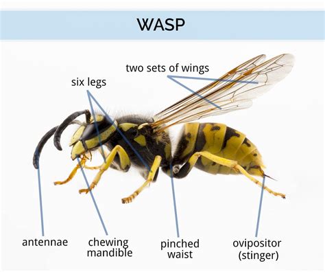 Parts Of A Wasp