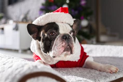 French Bulldog In Santa Costume Under The Christmas Tree Stock Photo