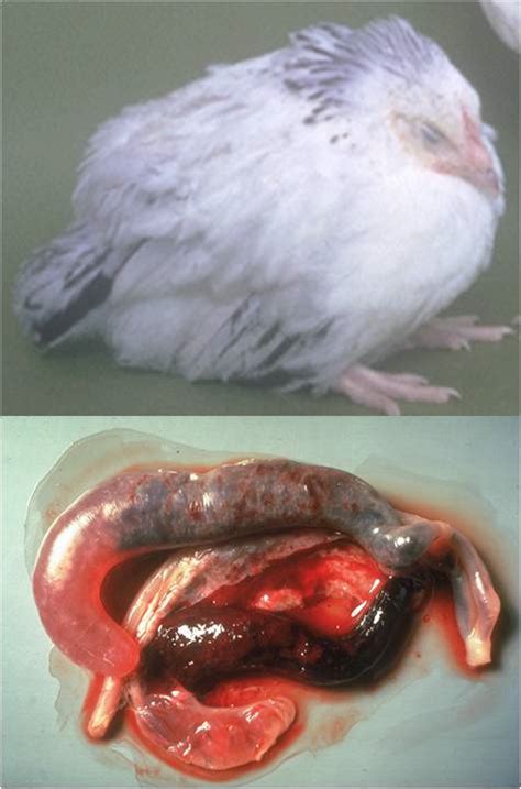 Parasite Genomics For Poultry One Less Reason For The Chicken To Cross