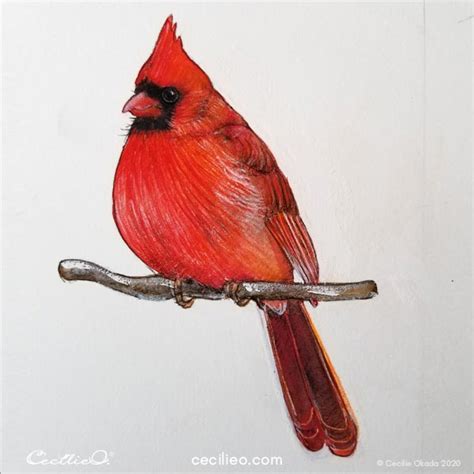 Drawing With Colored Pencils Realistic Cardinal Tutorial