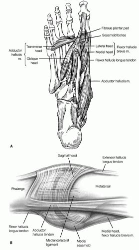 Great Toe Bone Anatomy