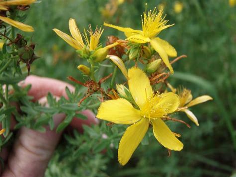 John's wort has been used in alternative medicine as a likely effective aid in treating mild to moderate depression and related symptoms such as anxiety or insomnia. NSW WeedWise