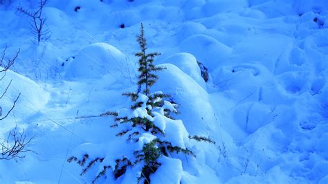 Wallpaper Id 14681 Snow Spruce Prickles Drifts