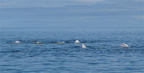 Baby Beluga In The Deep Blue Sea~
