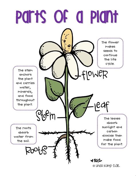 Parts Of A Plant Productplant Life