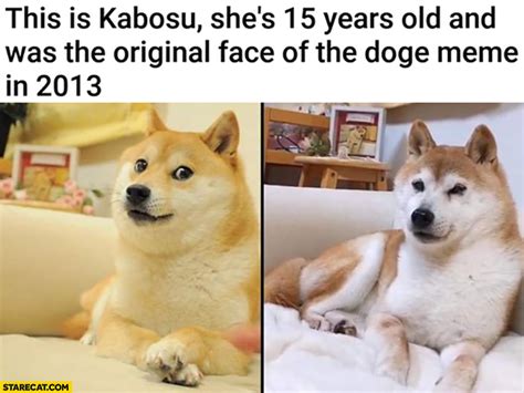 Original Doge Meme Doge Know Your Meme Collection By The Crazy Hen