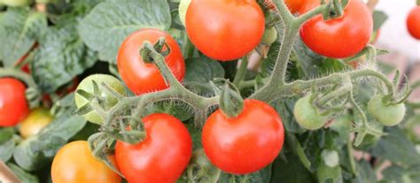 Es ist deren bier und nicht deins. Tomaten säen: Wann ist der beste Zeitpunkt für Aussaat ...
