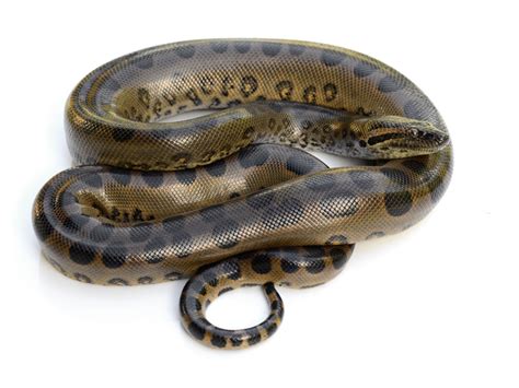 Green Anaconda Facts Critterfacts