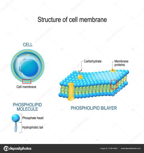Structure De La Membrane Cellulaire Image Vectorielle Par Edesignua