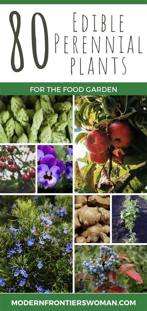 Hailed as a classic from its first publication, perennial garden plants is the most comprehensive and detailed survey ever undertaken for gardeners. The Perpetual Veggie Garden | Modern Frontierswoman ...