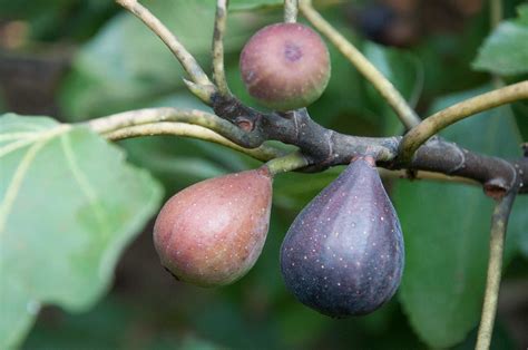 How To Grow Fig Trees P Allen Smith