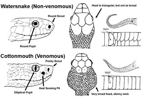 Venomous Vs Non Venomous Snakes 1 Venomous Snakes Pinterest Snakes