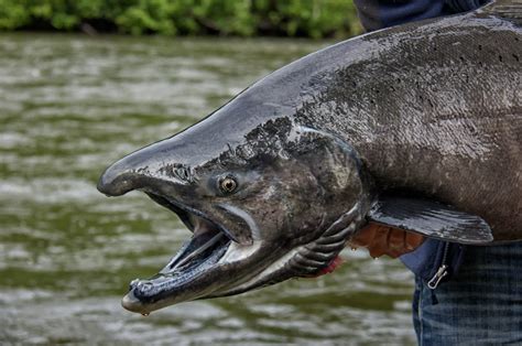 King Salmon Where To Catch King Of The Salmon King Salmon Alaska