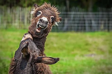 20 Funny Animals With Astonished Looks On Their Faces Paloy