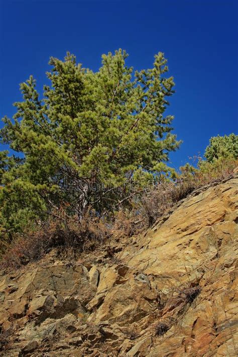 A Green Pine Tree Grows On A Rock Stock Image Image Of Tree Woodland